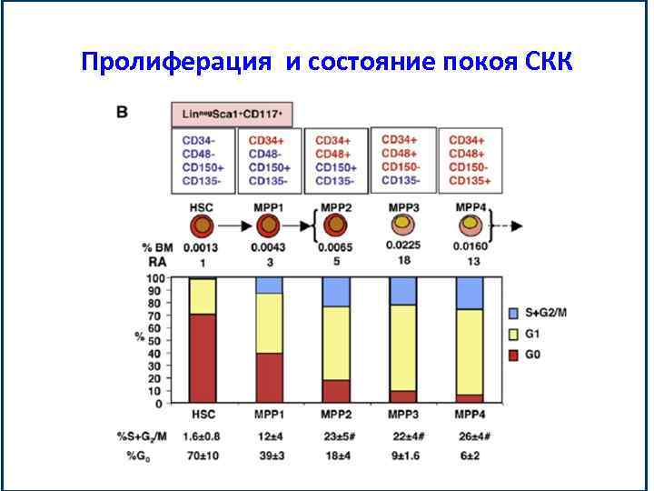 Пролиферация и состояние покоя СКК 