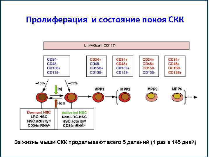 Скк программа. Система СКК. СКК это в медицине.