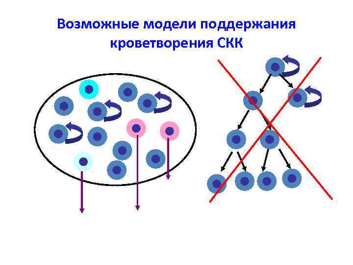 Возможные модели поддержания кроветворения СКК 