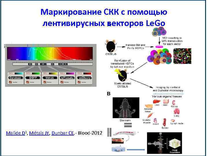 Маркирование СКК с помощью лентивирусных векторов Le. Go Malide D 1, Métais JY, Dunbar