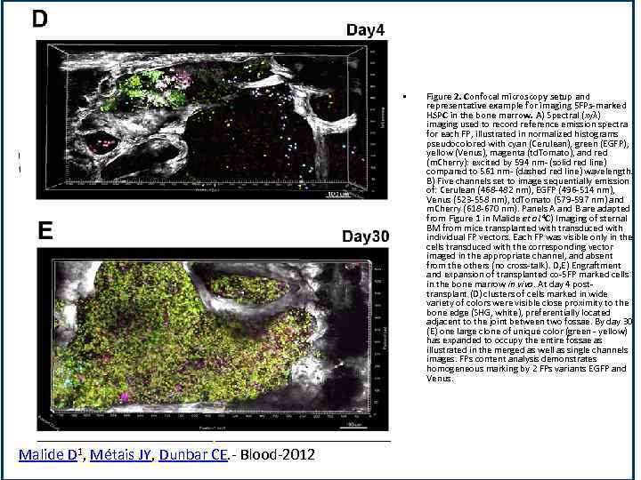  • Malide D 1, Métais JY, Dunbar CE. - Blood-2012 Figure 2. Confocal