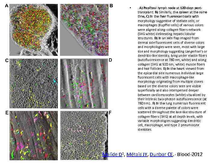  • . A) Popliteal lymph node at 120 days posttransplant. B) Similarly, the