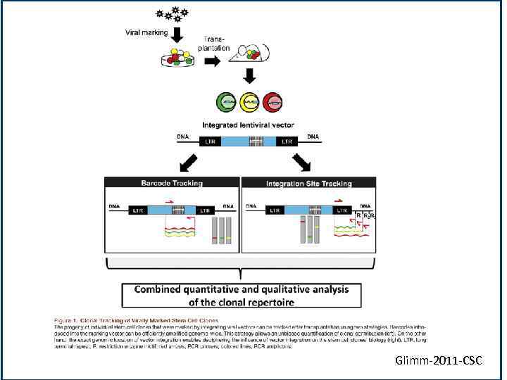 Glimm-2011 -CSC 