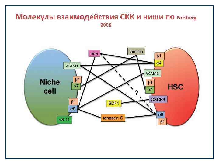 Молекулы взаимодействия СКК и ниши по Forsberg 2009 