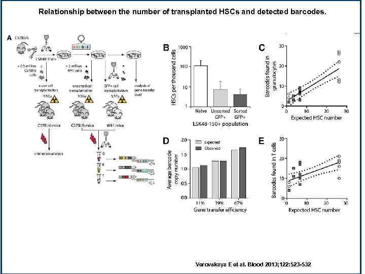 Relationship between the number of transplanted HSCs and detected barcodes. Verovskaya E et al.