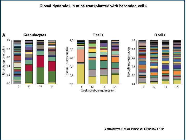 Clonal dynamics in mice transplanted with barcoded cells. Verovskaya E et al. Blood 2013;