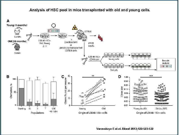 Analysis of HSC pool in mice transplanted with old and young cells. Verovskaya E