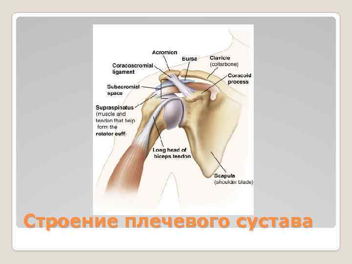 Строение плечевого сустава 