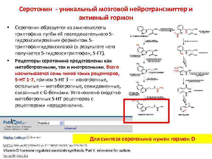 Cеротонин - уникальный мозговой нейротрансмиттер и активный гормон • • Серотонин образуется из аминокислоты