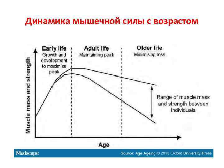 Динамика мышечной силы с возрастом 