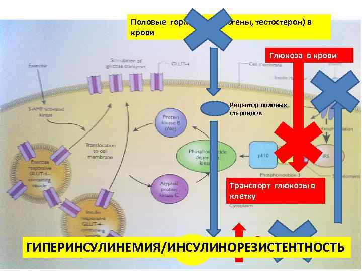 Половые гормоны (эстрогены, тестостерон) в крови Глюкоза в крови Рецептор половых стероидов Транспорт глюкозы