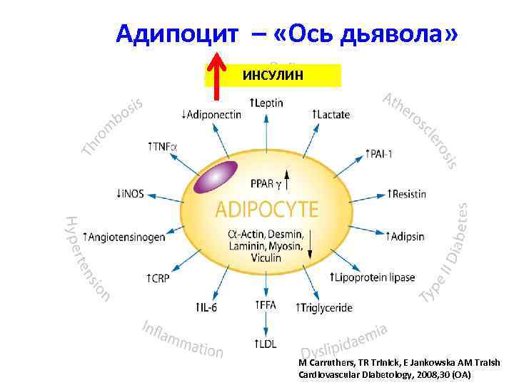 Адипоцит – «Ось дьявола» ИНСУЛИН M Carruthers, TR Trinick, E Jankowska AM Traish Cardiovascular