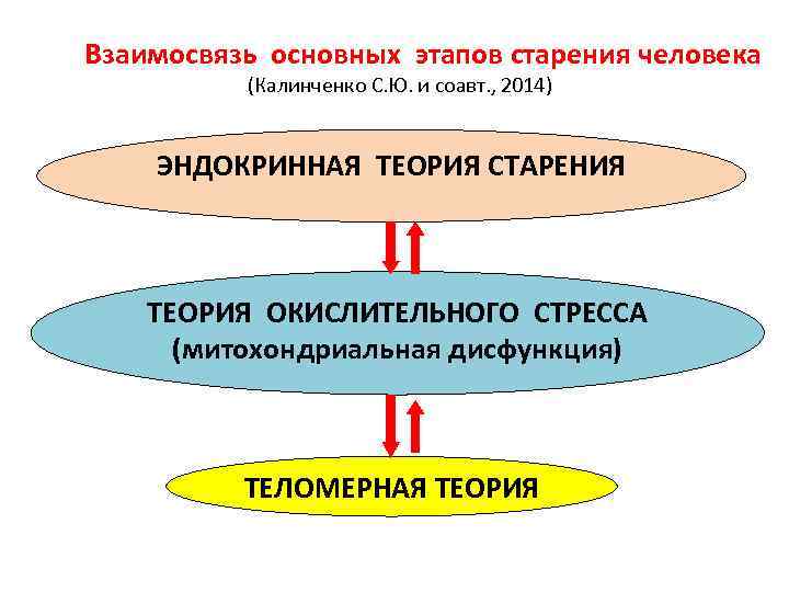 Митохондриальная теория старения презентация