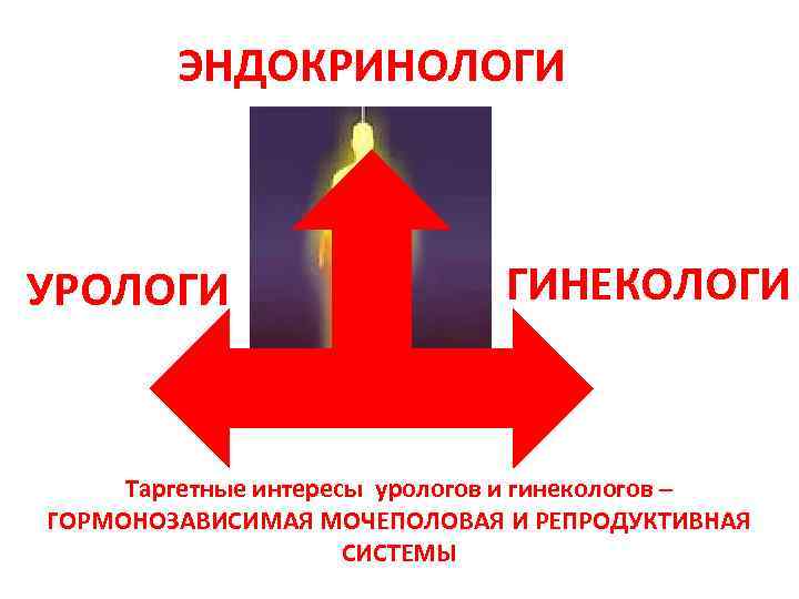 ЭНДОКРИНОЛОГИ УРОЛОГИ ГИНЕКОЛОГИ Таргетные интересы урологов и гинекологов – ГОРМОНОЗАВИСИМАЯ МОЧЕПОЛОВАЯ И РЕПРОДУКТИВНАЯ СИСТЕМЫ