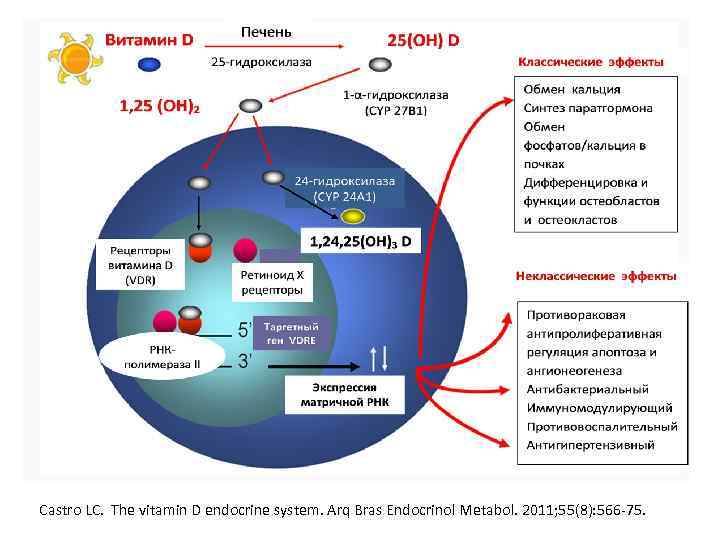  Castro LC. The vitamin D endocrine system. Arq Bras Endocrinol Metabol. 2011; 55(8):