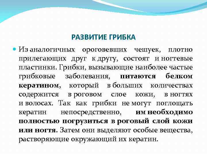 РАЗВИТИЕ ГРИБКА Из аналогичных ороговевших чешуек, плотно прилегающих друг к другу, состоят и ногтевые