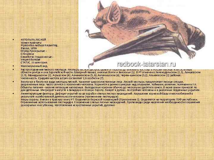  • • • НЕТОПЫРЬ ЛЕСНОЙ Урман ярканаты Pipistrellus nathusii Keyserling, Blasius, 1839 Отряд