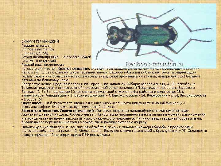  • • СКАКУН ГЕРМАНСКИЙ Герман чапкьшы Cicindela germanica (Linnaeus, 1758) Отряд Жесткокрылые -