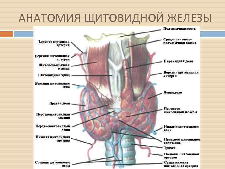 В какую систему входит щитовидная железа