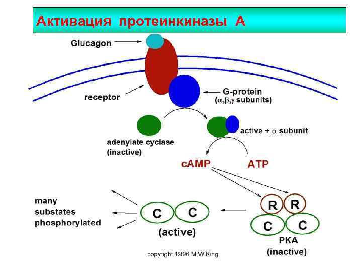 Протеинкиназа а. Протеинкиназа с механизм активации. Механизм регуляции протеинкиназы. Активация протеинкиназы а. Схема активации протеинкиназы а.