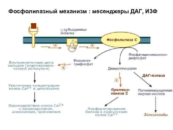 Фосфолипазный механизм : месенджеры ДАГ, И 3 Ф 