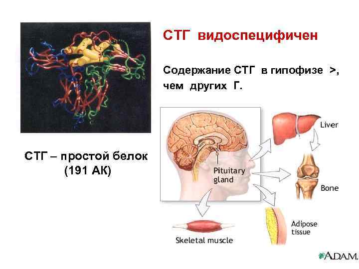 СТГ видоспецифичен Содержание СТГ в гипофизе >, чем других Г. СТГ – простой белок