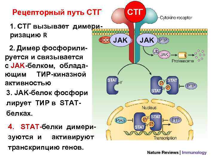 Регуляция обмена веществ витамины. Рецептор СТГ. СТГ белок. Stat белки. Механизм действия СТГ.