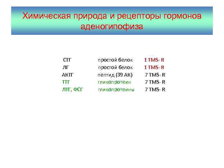 Химическая природа и рецепторы гормонов аденогипофиза СТГ простой белок 1 TMS- R ЛГ простой