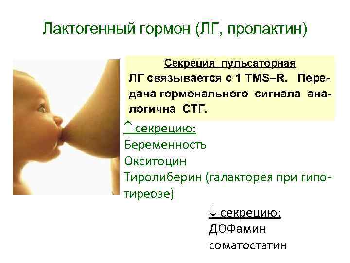 Лактогенный гормон (ЛГ, пролактин) Секреция пульсаторная ЛГ связывается с 1 TMS–R. Передача гормонального сигнала