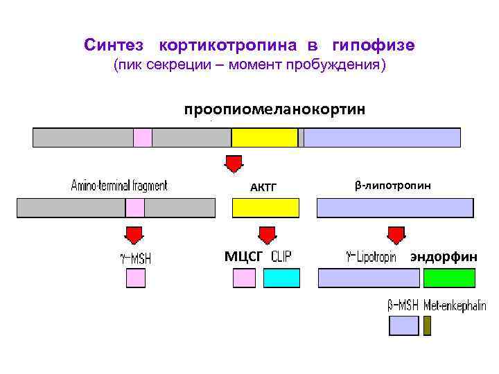 Синтез кортикотропина в гипофизе (пик секреции – момент пробуждения) проопиомеланокортин АКТГ МЦСГ β-липотропин эндорфин