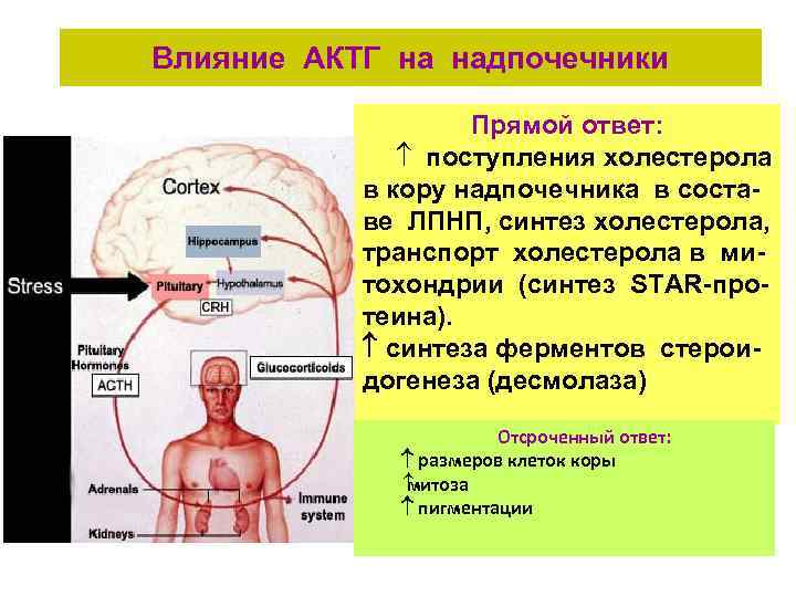 Влияние АКТГ на надпочечники Прямой ответ: поступления холестерола в кору надпочечника в составе ЛПНП,