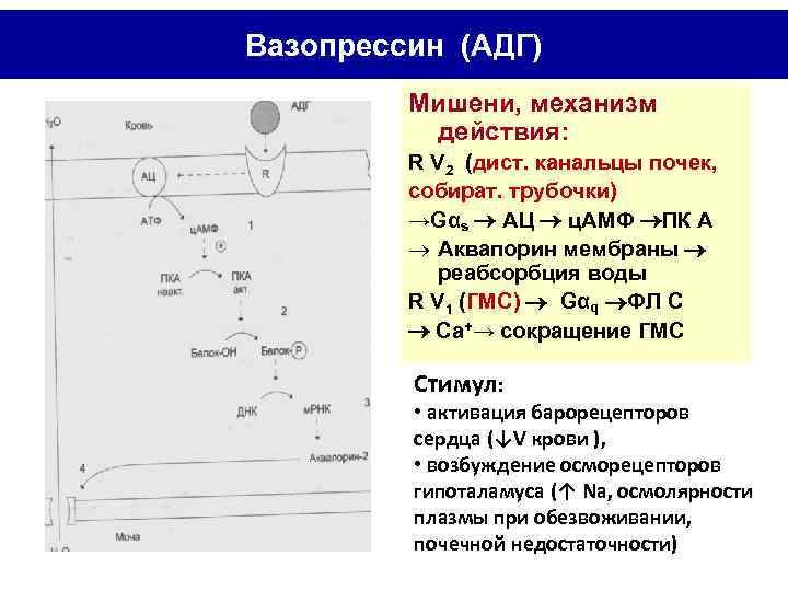 Вазопрессин (АДГ) Мишени, механизм действия: R V 2 (дист. канальцы почек, собират. трубочки) →Gαs