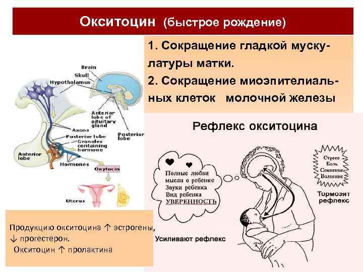 Пролактин функции. Окситоцин гормон. Выработка гормона окситоцина. Окситоцин механизм действия. Механизм действия окситоцина на матку.