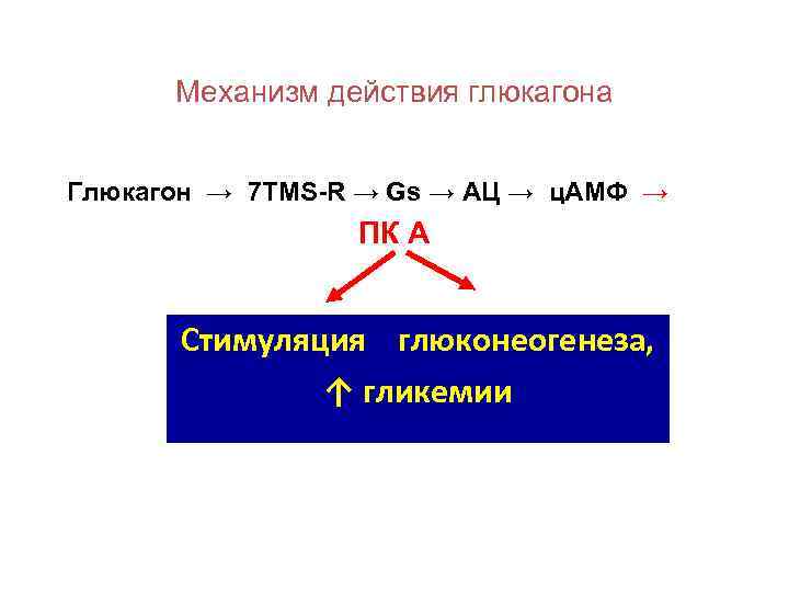 Механизм действия глюкагона Глюкагон → 7 TMS-R → Gs → АЦ → ц. АМФ