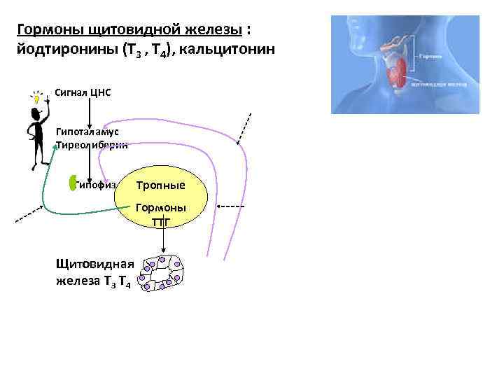 Гормон роста и гормоны щитовидной. СТГ Рецептор гормона. Метаболизм тиреоидных гормонов схема. Регуляция секреции СТГ. Внутриклеточные рецепторы гормонов щитовидной железы-.