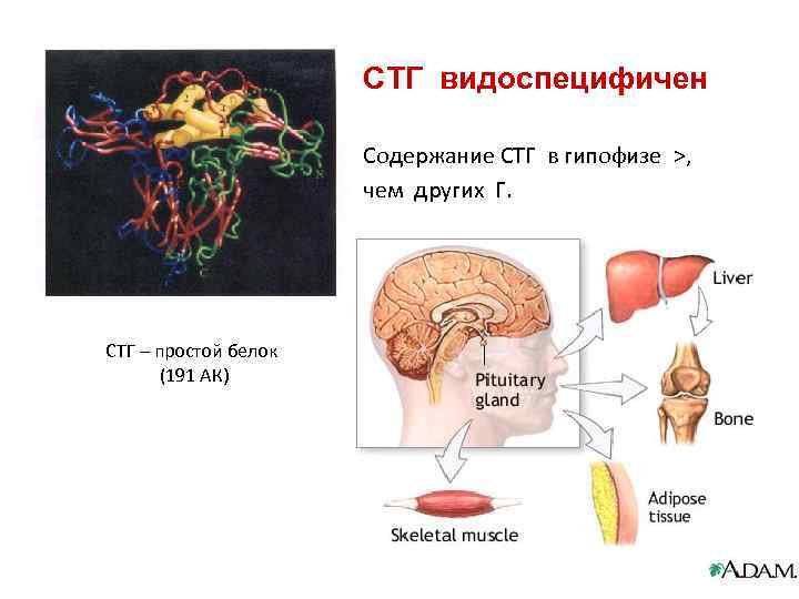 СТГ видоспецифичен Содержание СТГ в гипофизе >, чем других Г. СТГ – простой белок