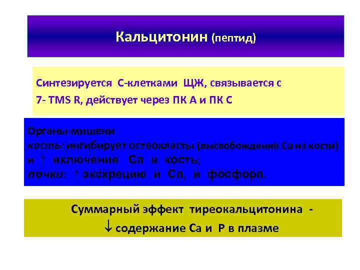 Кальцитонин (пептид) Синтезируется С-клетками ЩЖ, связывается с 7 - TMS R, действует через ПК