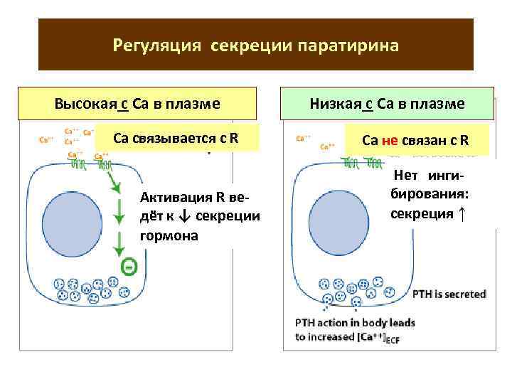 Регуляция секреции паратирина Высокая с Са в плазме Са связывается с R Активация R