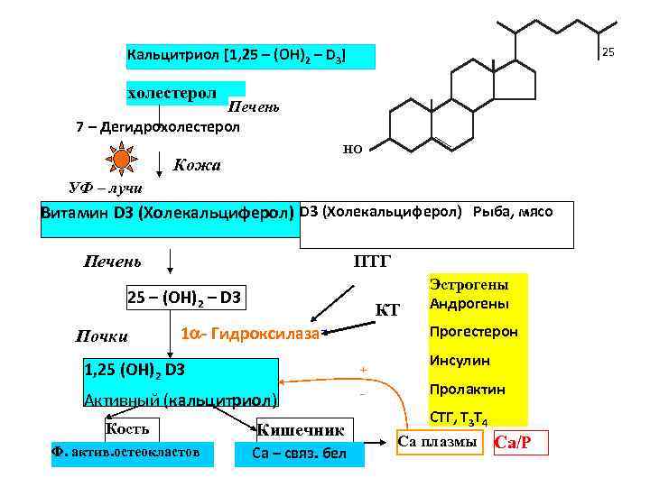 Биосинтез витаминов. Схема синтеза кальцитриола из витамина д3. Кальцитриол схема синтеза. Синтез кальцитриола из витамина д. Строение кальцитриола биохимия.