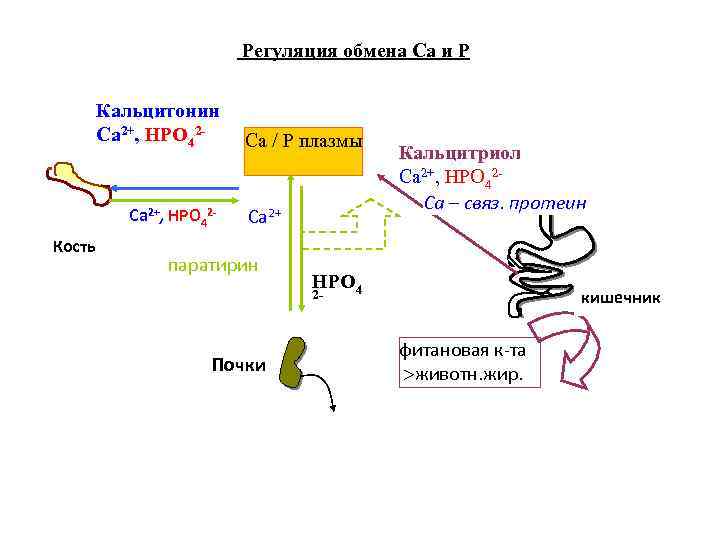 Регуляция обмена Са и Р Кальцитонин Ca 2+, НPО 42 - Ca 2+, НPО