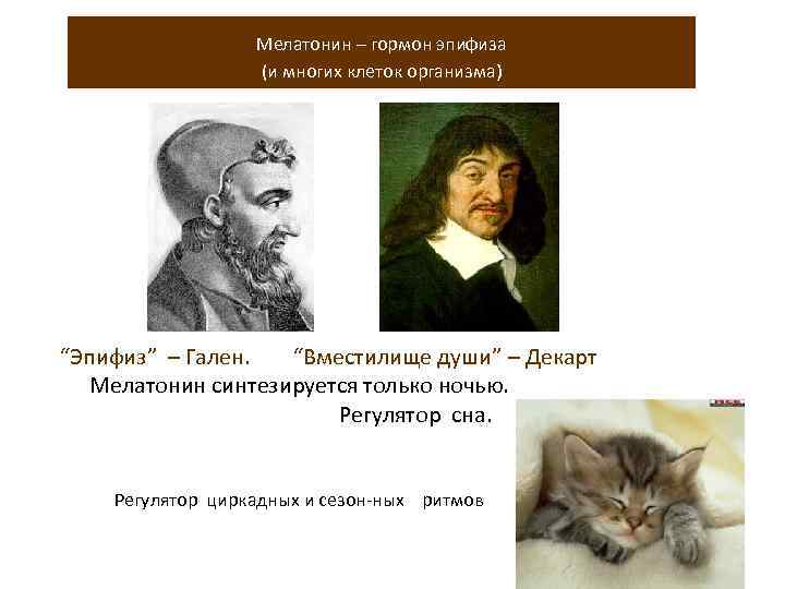 Мелатонин – гормон эпифиза (и многих клеток организма) “Эпифиз” – Гален. “Вместилище души” –