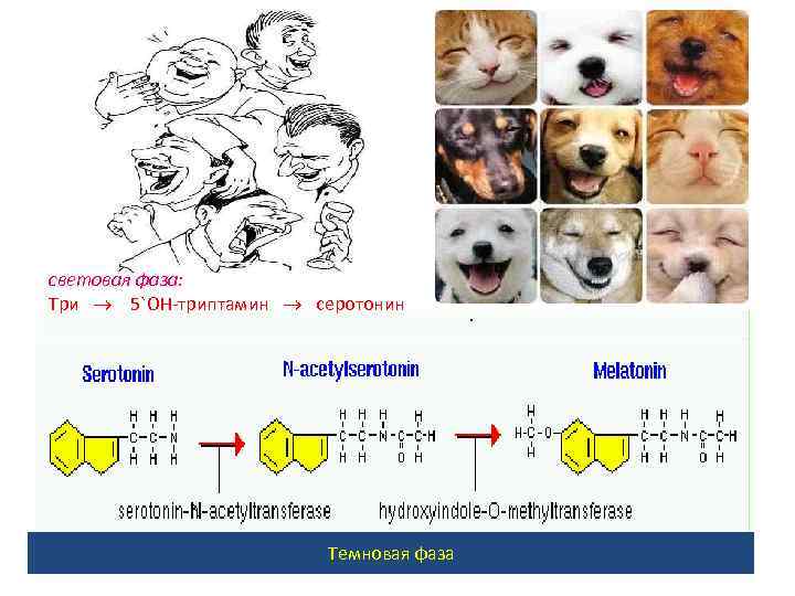 световая фаза: Три 5`ОН-триптамин серотонин Темновая фаза 