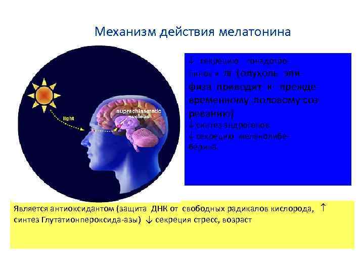 Механизм действия мелатонина секрецию гонадотропинов и ЛГ (опухоль эпи- физа приводит к преждевременному половому