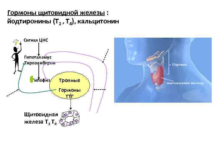 Щитовидная железа кальцитонин. Кальцитонин гормон щитовидной железы что это такое. Йодтиронины гормоны. Тиреоидные гормоны и нервная система. Щитовидная железа функции кальцитонин.
