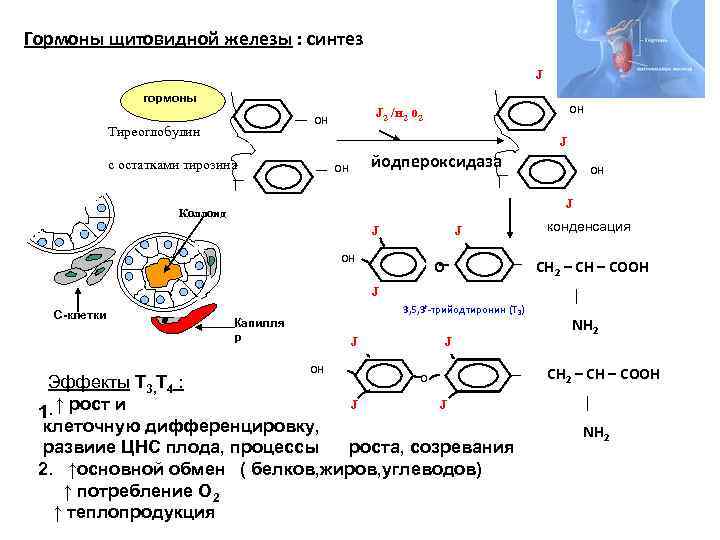 Синтез тиреоидных гормонов схема