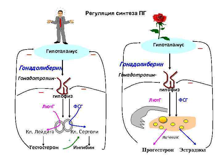 Регуляция синтеза