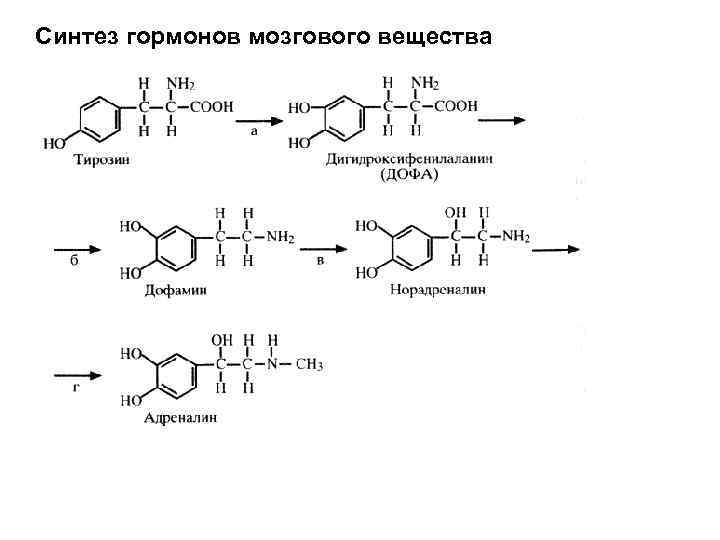 Синтез части. Гормоны мозгового слоя надпочечников биохимия. Синтез гормонов мозгового слоя надпочечников. Реакции синтеза гормонов мозгового слоя надпочечников. Формула гормонов мозгового слоя надпочечников.