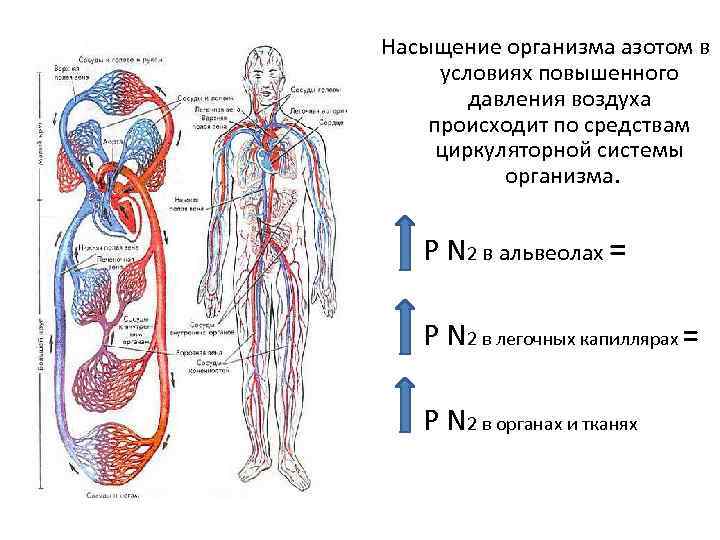 Насыщение организма азотом в условиях повышенного давления воздуха происходит по средствам циркуляторной системы организма.