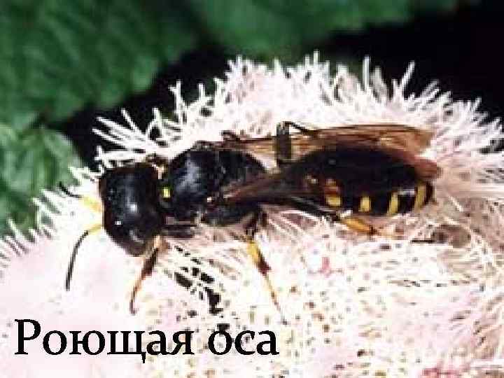 Роющая оса 