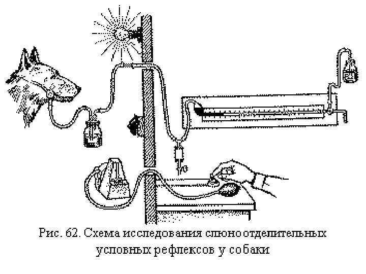 Схема исследования животных